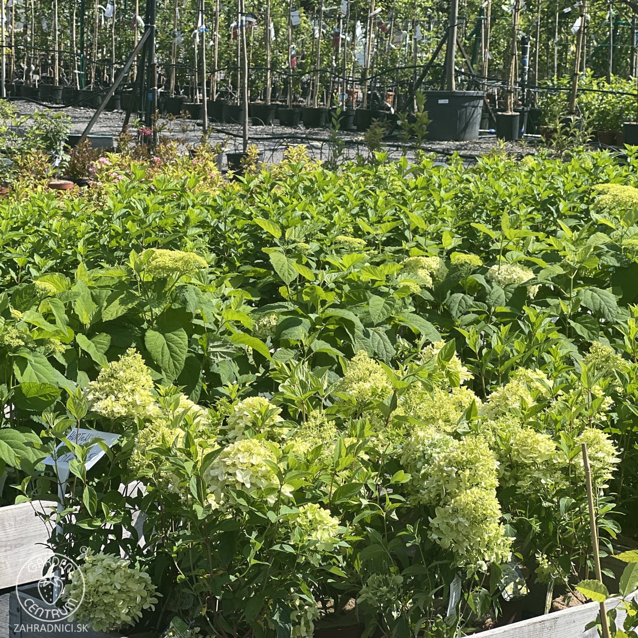 Obrázok Hortenzia metlinatá (Hydrangea paniculata) ´SILVER DOLLAR´ - výška 20-30 cm, kont. C2L